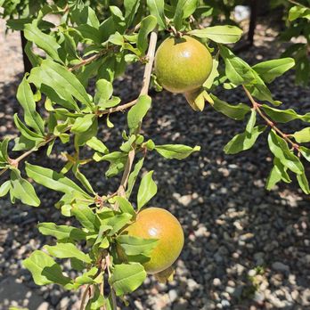Urban Cookies Bakeshop - Phoenix - Tree outside growing fruit/vegetable - Bakeries Near Me - Phoenix, Arizona Urban Cookies Bakeshop - Phoenix - Tree outside growing fruit/vegetable - Bakeries Near Me - Phoenix, Arizona