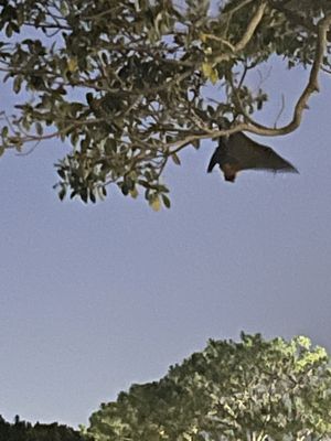 Moonlight Cinema Sydney by null