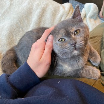 Queens Scottish Fold - Enoki - Pet Breeders Near Me Queens Scottish Fold - Enoki - Pet Breeders Near Me
