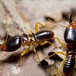 Morgan's Pest Management - Termites at work