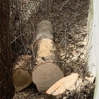 Cut My Tree Down - Tree Services Near Me - Taylor, Michigan
