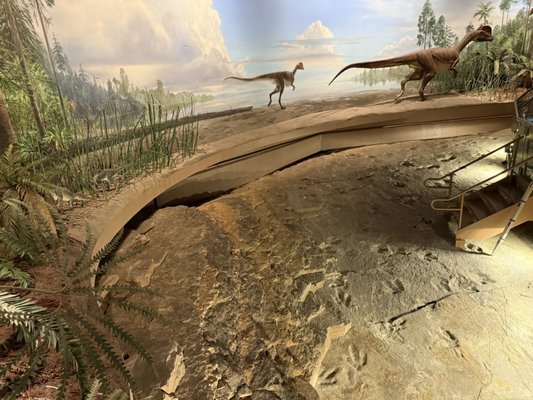 Dinosaur State Park by null