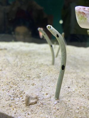 Osaka Aquarium Kaiyukan by null