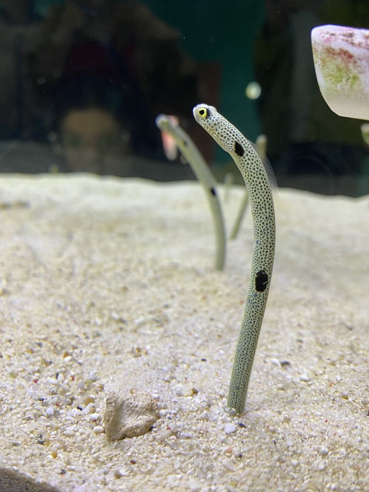 Osaka aquarium kaiyukan