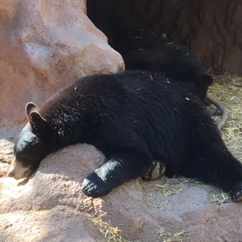 Bearizona - Zoos Near Me - Williams, Arizona Bearizona - Zoos Near Me - Williams, Arizona