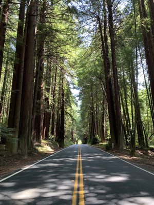Navarro River Redwoods State Park by null