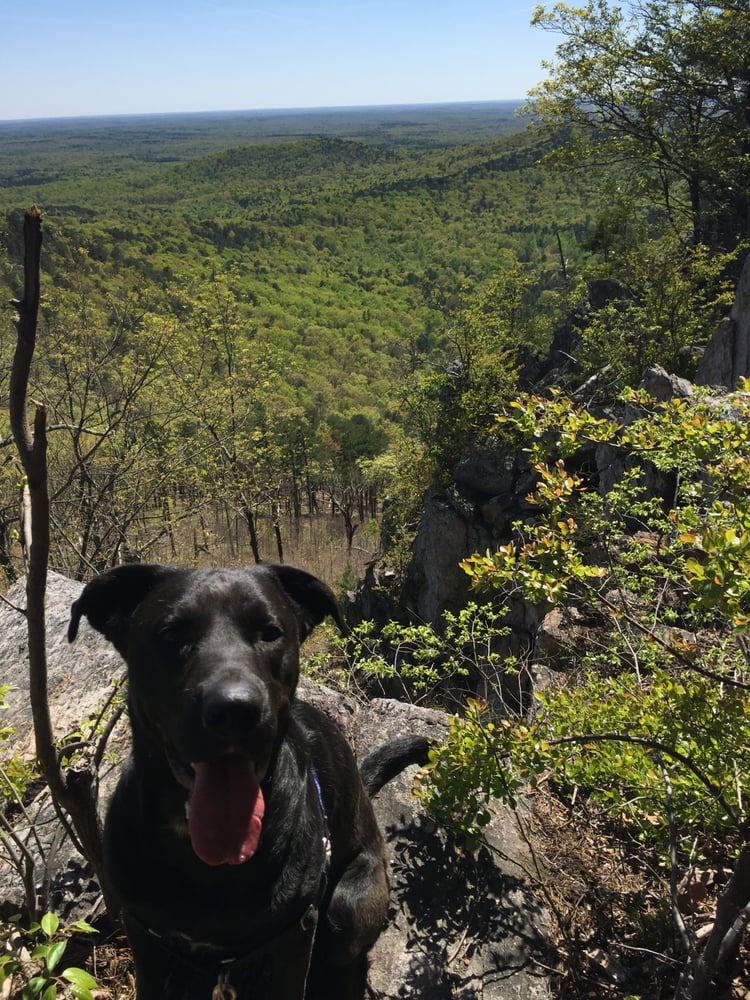 Happy Tail Wags - pet boarding facility in Charlotte, NC