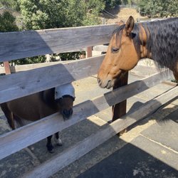 NCEFT - National Center For Equine Facilitated Therapy - Mac and Ocho, two best friends greeting each other after Mac's session.