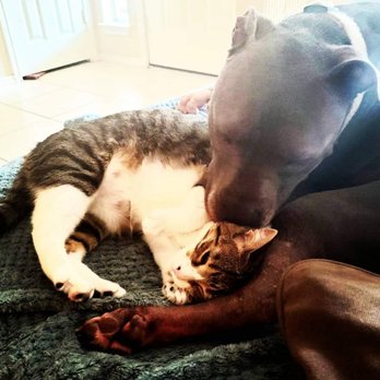 holy sit! - Pet Sitting Near Me holy sit! - Pet Sitting Near Me