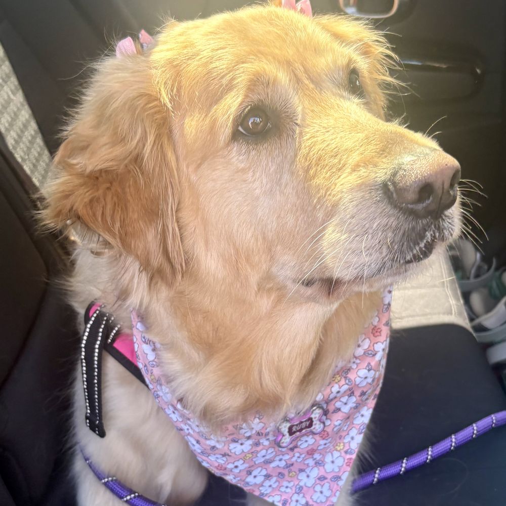 Bitches N Bubbles - Stef added little bows to ruby! - Pet Groomers Near Me - Long Beach, California