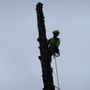 Photo of Big Timber Tree Climbers