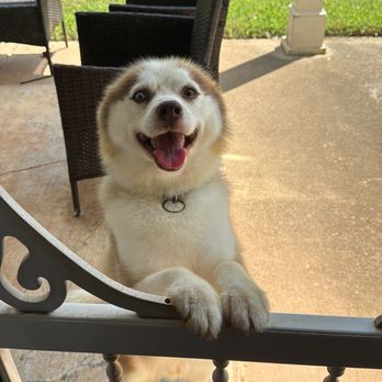 The Puppy Barber - Dog - Pet Groomers Near Me - Loganville, Georgia