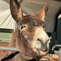 Rancho Burro Donkey Sanctuary