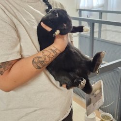 Rabbit Rescue - My baby about to get her nails trimmed.