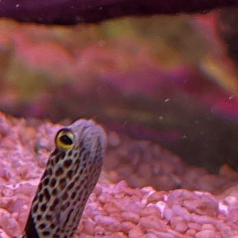High Tide Aquatics - Local Fish Stores Near Me - Oakland, California High Tide Aquatics - Local Fish Stores Near Me - Oakland, California