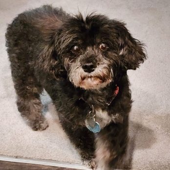 Hydrodog Bert - Pet Groomers Near Me Hydrodog Bert - Pet Groomers Near Me