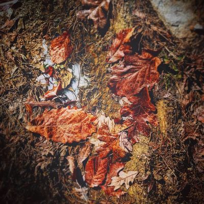 Cheaha State Park by null