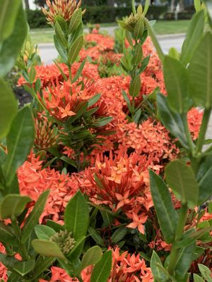 Summer Bay Orlando By Exploria Resorts by null