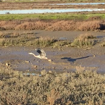 Hamilton Field Bay Trail - Great Blue Heron in flight - Hiking Near Me - Novato, California Hamilton Field Bay Trail - Great Blue Heron in flight - Hiking Near Me - Novato, California