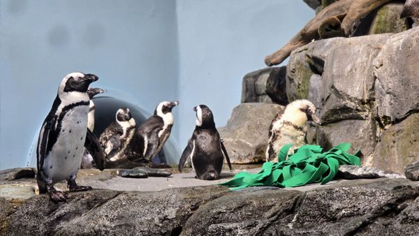 Monterey Bay Aquarium by null