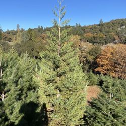 Bramble Hill Christmas Tree Farm - Cedar Christmas tree