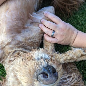 AAA K-9 Mobile Grooming - Pet Groomers Near Me