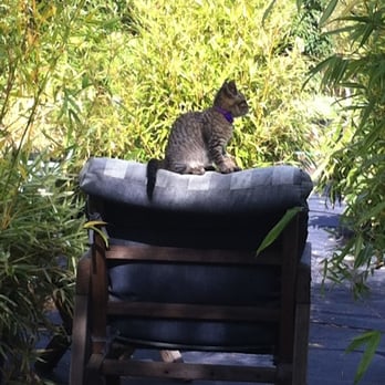 West County Oasis Bamboo Garden - Tigger - Nurseries & Gardening Near Me - Santa Rosa, California West County Oasis Bamboo Garden - Tigger - Nurseries & Gardening Near Me - Santa Rosa, California