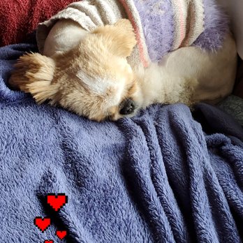 PetSmart - So much pain! She doesn't deserve this - Pet Stores Near Me - Brandon, Florida