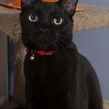 Pet Supplies Plus Round Rock - Thackery Binx waiting for a treat from PSP - Pet Groomers Near Me - Round Rock, Texas