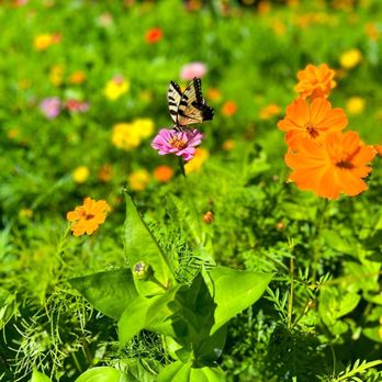 The Sunflower Garden - Trusted Since 2021 - Updated July