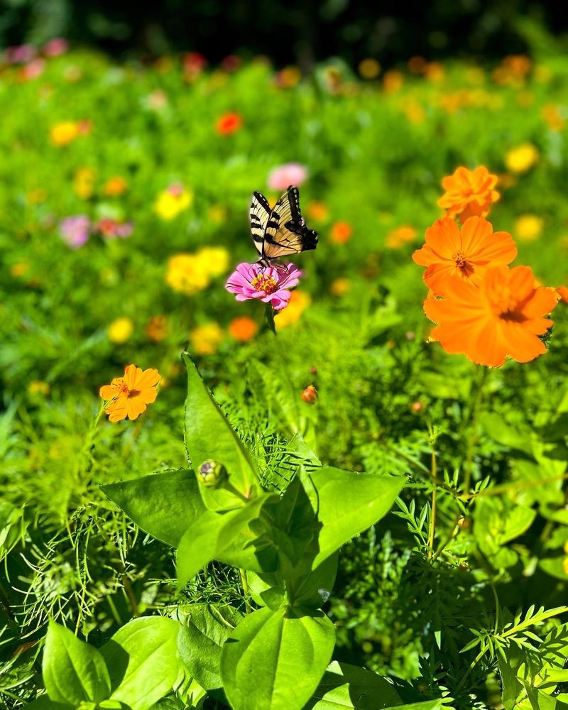 THE SUNFLOWER GARDEN Updated August 2024 20 Photos 2390