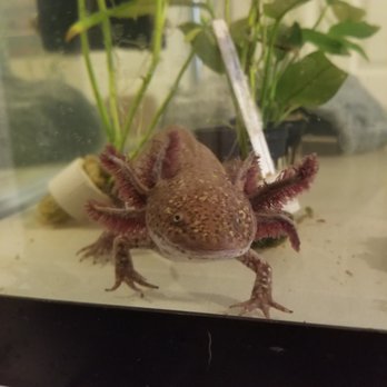 Creature Connections - Pet Sitting Near Me