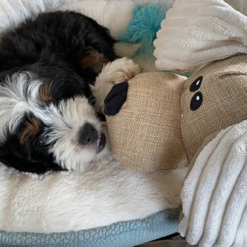 HC Bernedoodles - Dolly Madison playing with a new toy. - Pet Breeders Near Me - Trenton, Missouri HC Bernedoodles - Dolly Madison playing with a new toy. - Pet Breeders Near Me - Trenton, Missouri