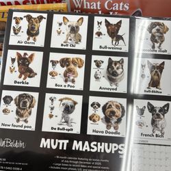 Pet Supermarket - Funny calendar
