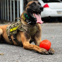 Canine Redemption - K9 Karuk