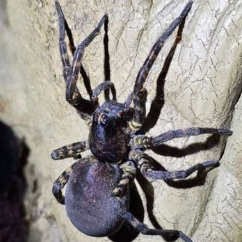 B&B Extermination - Pest Control Near Me - Huntingburg, Indiana B&B Extermination - Pest Control Near Me - Huntingburg, Indiana
