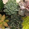 DeMonye's Greenhouse gift card