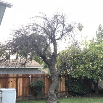 Golden State Tree Service - Before - Dead tree on back yard - Tree Services Near Me - Glendora, California