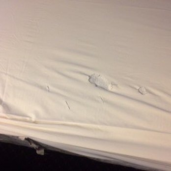 Budget Inn - Lift blanket and discover bed bugs and torn/ripped sheets underneath - Hotels Near Me - Albany, Oregon