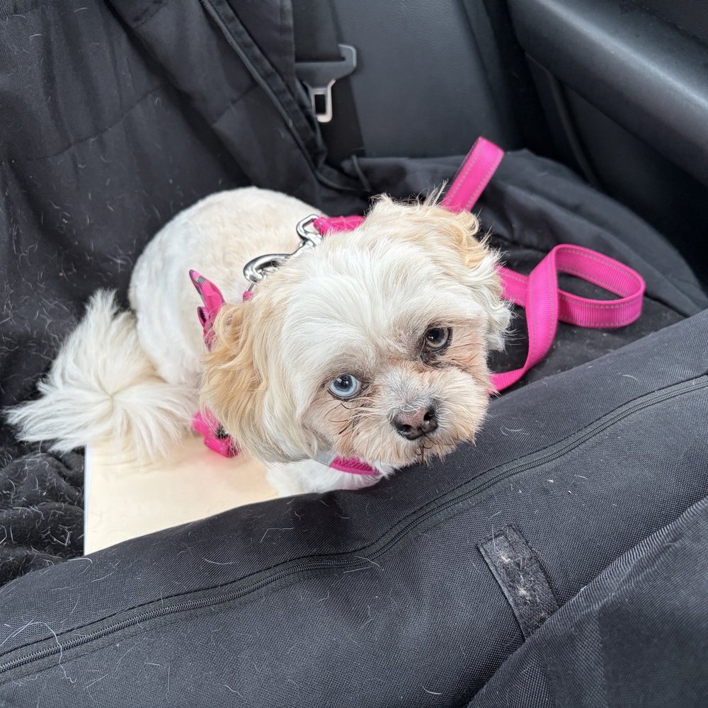 Petco - Amy Pet Grooming - Small - Pet Training Near Me - League City, Texas