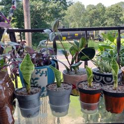 Inga Darling's Plants and More - Summer assortment