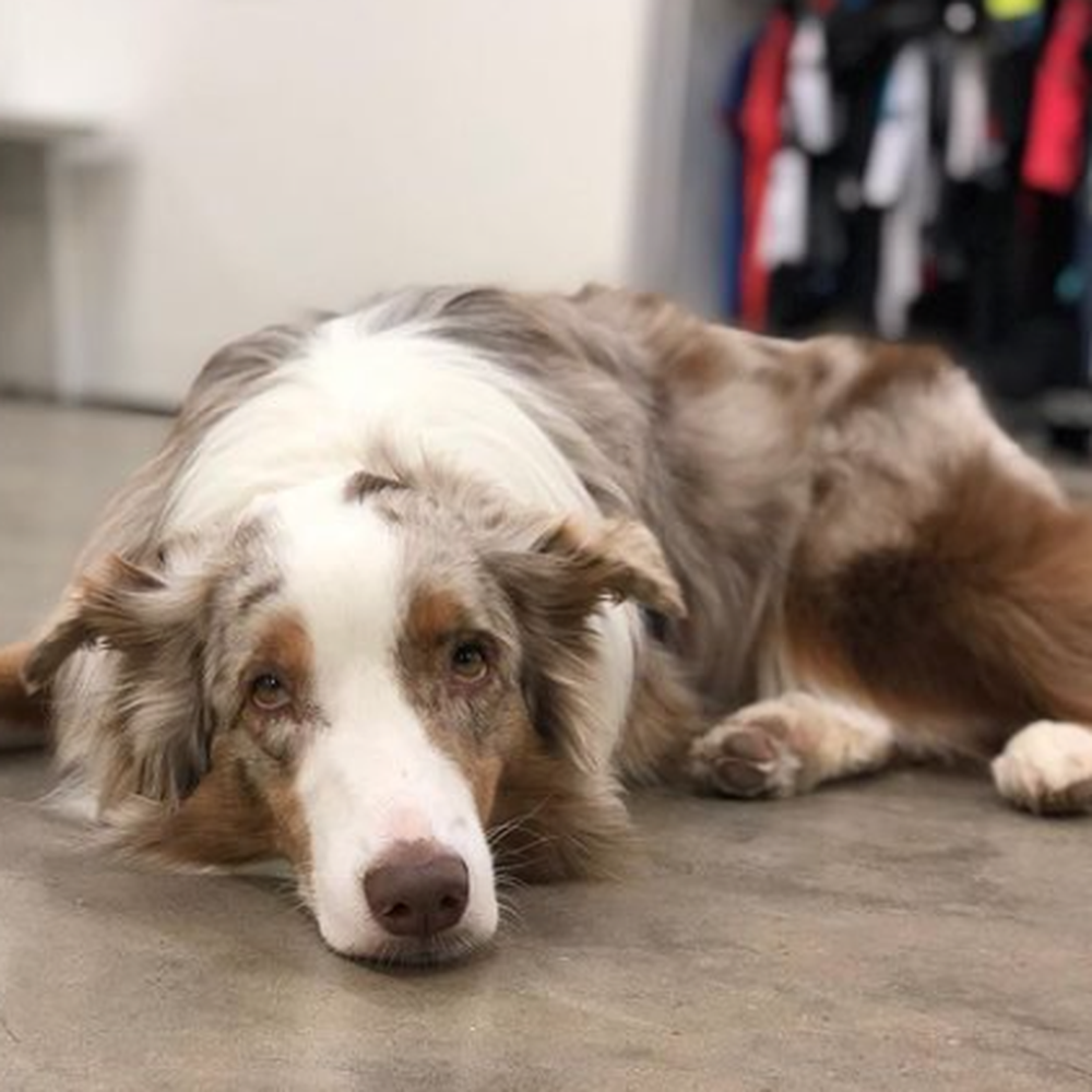 Karma Dog Training - Pet Training Near Me - Austin, Texas Karma Dog Training - Pet Training Near Me - Austin, Texas