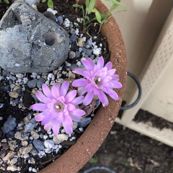 Lone Pine Gardens - Nurseries & Gardening Near Me - Sebastopol, California