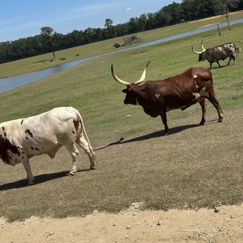 Global Wildlife Center - Cows - Zoos Near Me - Folsom, Louisiana