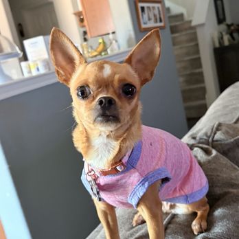 Pooch Savers - Pet Adoption Near Me - Plano, Texas