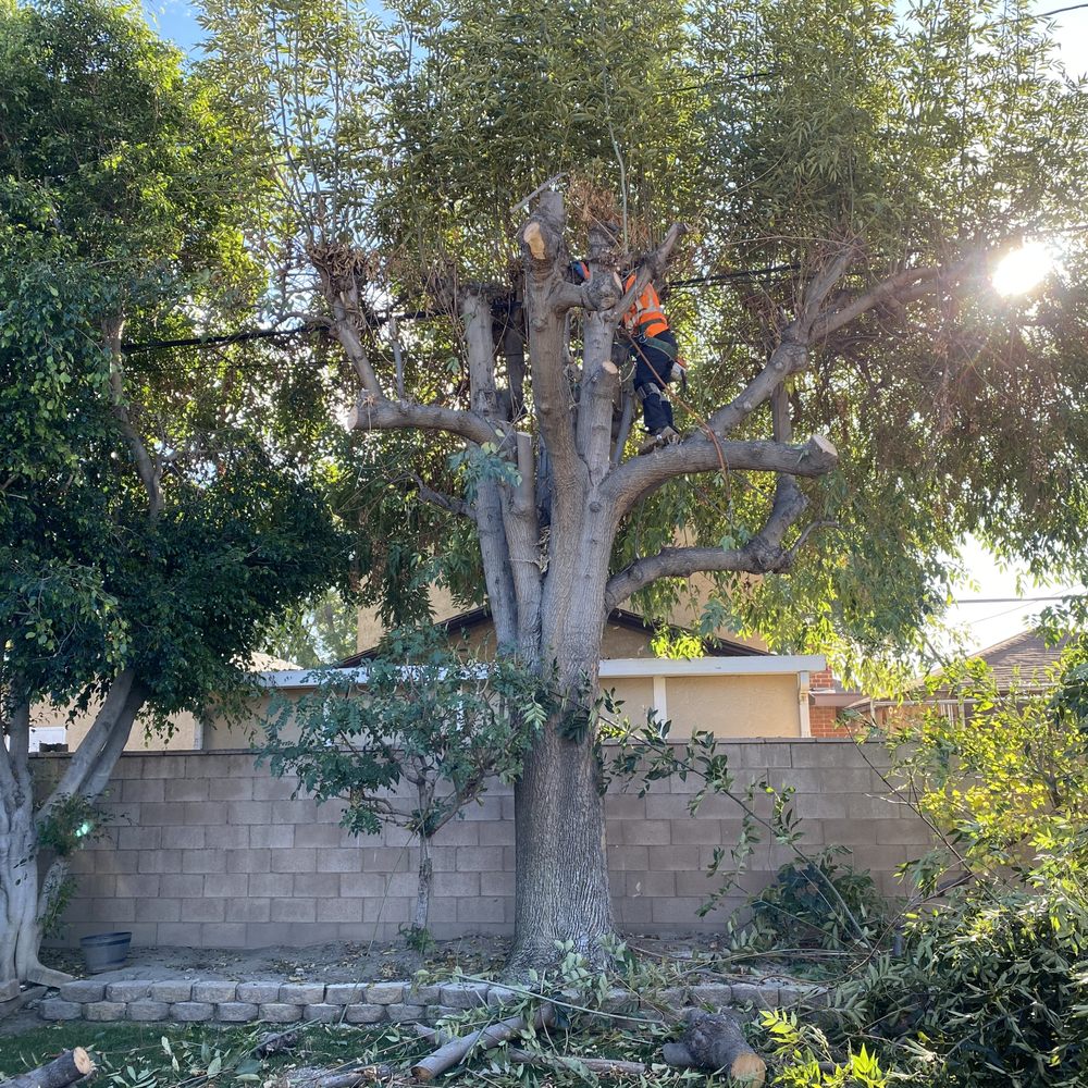 Top Unit Tree Service - Tree Services Near Me - Norwalk, California Top Unit Tree Service - Tree Services Near Me - Norwalk, California