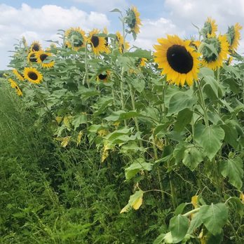 Hunsader Farms - Farms Near Me - Bradenton, Florida