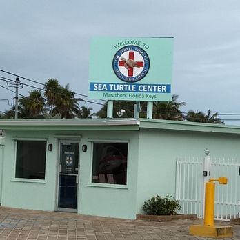 The Turtle Hospital - Veterinarians Near Me - Marathon, Florida The Turtle Hospital - Veterinarians Near Me - Marathon, Florida