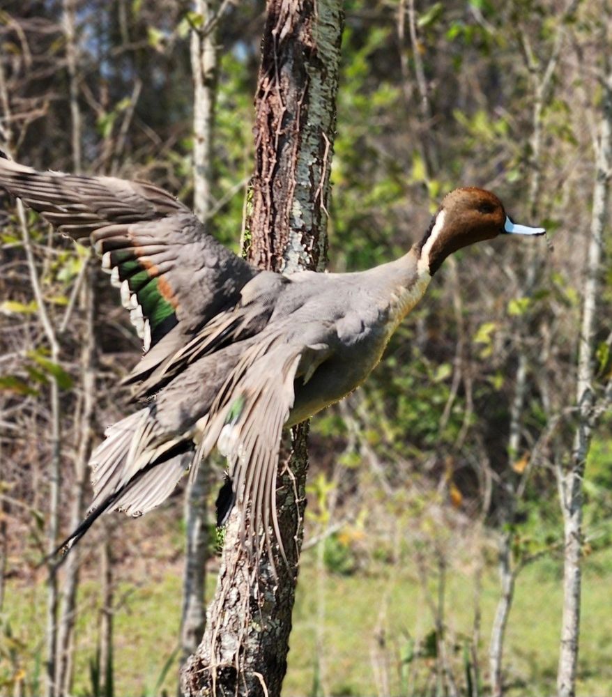 Full Choke Fowl - taxidermy in Cocoa, FL