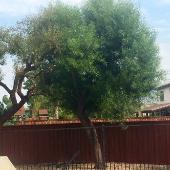Real Tree Service - AfricanSumac growing back nicely.  Thank you Netza for trimming my three Sumac trees! - Tree Services Near Me